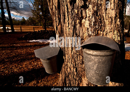 maple sugaring, a maple tree with two buckets hung on it to collect maple sap which will then be boiled down to make maple syrup Stock Photo