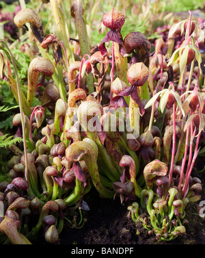 Cobra Plants, Darlingtonia californica Stock Photo