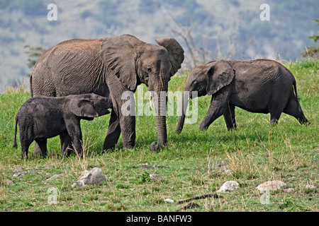 Adult female african elephant with young browsing on the green grasses of the Serengeti National Park, Tanzania Stock Photo