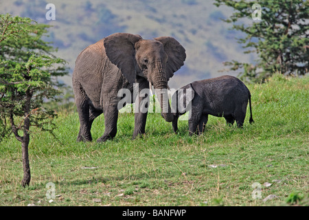 Adult female african elephant with young browsing on the green grasses of the Serengeti National Park, Tanzania Stock Photo