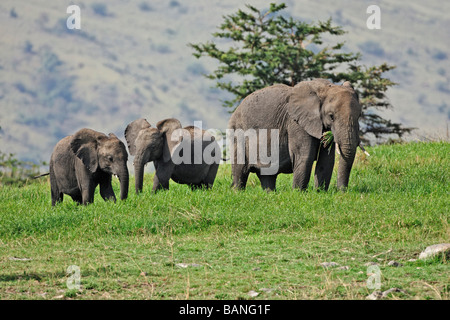 Adult female african elephant with young browsing on the green grasses of the Serengeti National Park, Tanzania Stock Photo