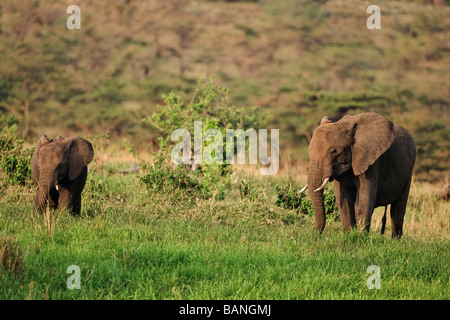 African elephants browsing on shrubs and grasses on the hillsideds inside Serengeti National Park Tanzania Stock Photo