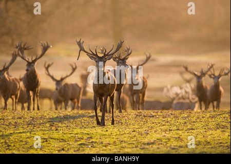 Deer herd in the morning light Stock Photo