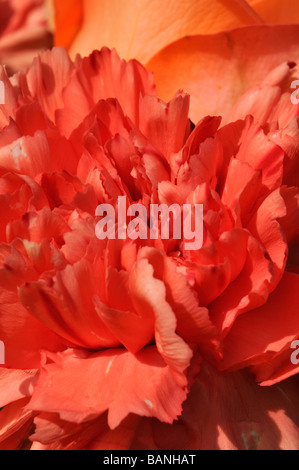 Orange Carnation Stock Photo