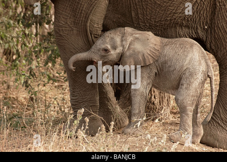 New born elephant calf with mother, baby is approximately only a few hours old, Lake Manyara National Park, Tanzania. Stock Photo