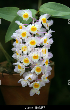 Pine Cone-Like Raceme Dendrobium, Dendrobium thyrsiflorum, Orchidaceae. Himalayas, China, Thailand, Burma, Tropical Asia. Orchid,