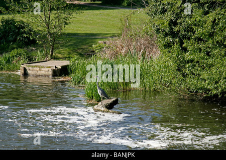 A Heron at Dobbs Weir Stock Photo