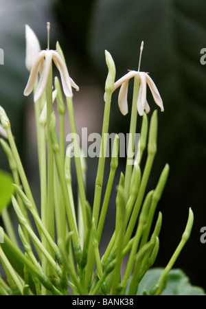 Hat-pins Loquat, Natal Loquat, Oxyanthus pyriformis ssp. pyriformis, Rubiaceae, Native to Southern Africa Stock Photo