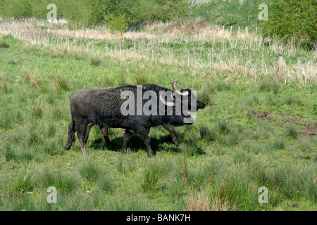 Romanian Water Buffalo at Rye Meads Reserve Stock Photo