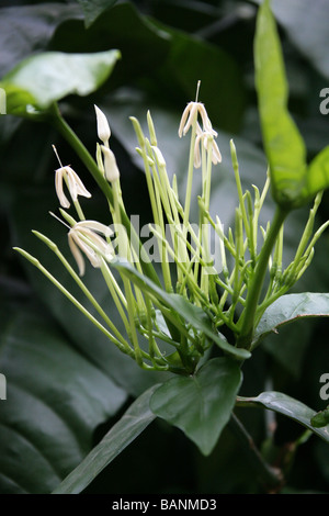 Hat-pins Loquat, Natal Loquat, Oxyanthus pyriformis ssp. pyriformis, Rubiaceae, Native to Southern Africa Stock Photo
