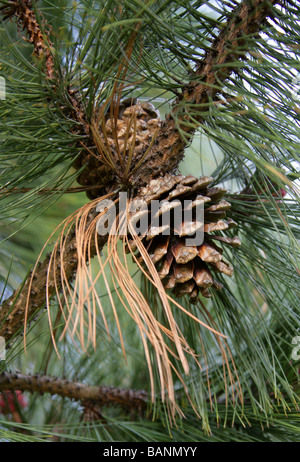 Arizona Pine, Pinus arizonica, Pinaceae, Mexico and South West USA, North America Stock Photo