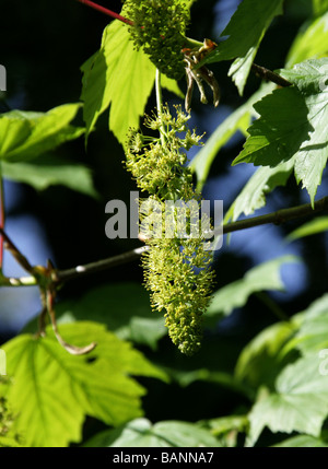 Sycamore Tree Flowers, Acer pseudoplatanus, Aceraceae Stock Photo