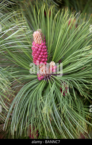 Arizona Pine, Pinus arizonica, Pinaceae, Mexico and South West USA, North America Stock Photo
