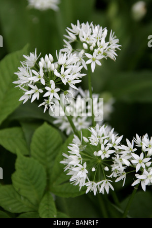 White Flowers of Ramsons or Wild Garlic Plant Allium ursinum Stock Photo