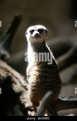 Meerkat or suricate, suricata suricatta, Stone Zoo, Massachusetts Stock Photo