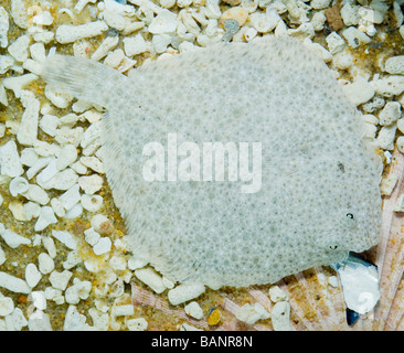 Turbot, Psetta maxima, concealed on the sea floor in shallow water. Stock Photo