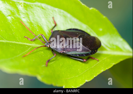 The bronze orange bug is a pest of citrus in Australia Stock Photo - Alamy