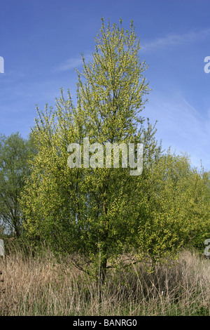 White Willow, Salix alba, Salicaceae, Male Catkins in April Stock Photo