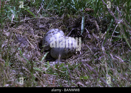 Common Gull 'Larus canus' Nest with two eggs; Stock Photo