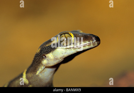 Banded Gecko from Matheran. Stock Photo