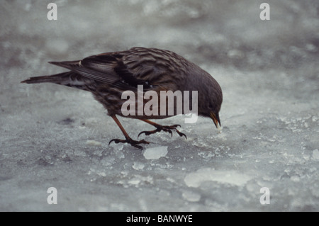 Alpine Accentor 'Prunella collaris' Adult in French Pyrenees in winter at an altitude of 1750 metres. Stock Photo