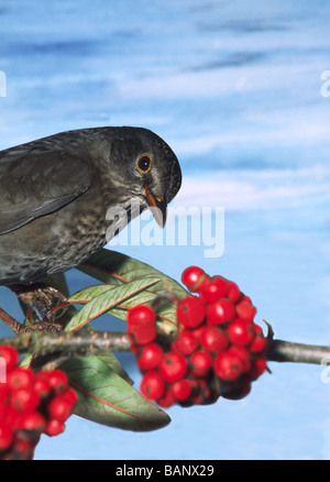 Blackbird 'Turdus merula' Female eating cotoneaster berries. Stock Photo
