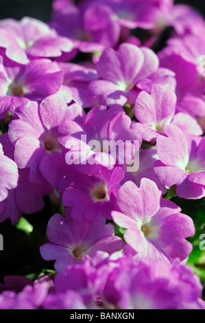 primula auricula primrose purple flowers with pale yellow eye centre Stock Photo