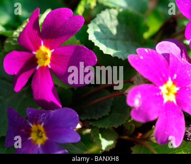 primula wanda juliana (Pruhonicensis) hybrid primrose purple flowers with yellow eye centre green leafy leaf background Stock Photo