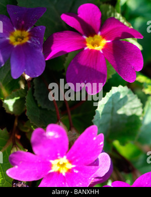 primula wanda juliana (Pruhonicensis) hybrid primrose purple flowers with yellow eye centre green leafy leaf background Stock Photo