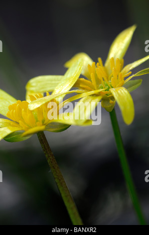Ranunculus ficaria var. aurantiacus yellow fig buttercup two flowers bloom blossom spring macro close up lesser celandine Stock Photo