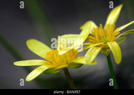 Ranunculus ficaria var. aurantiacus yellow fig buttercup two flowers bloom blossom spring macro close up lesser celandine Stock Photo