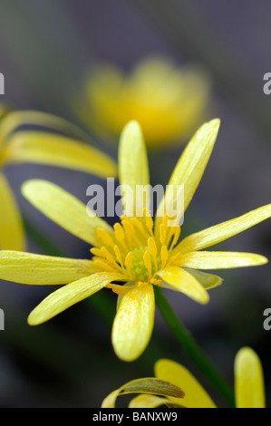 Ranunculus ficaria var. aurantiacus yellow fig buttercup flowers bloom blossom spring macro close up lesser celandine Stock Photo