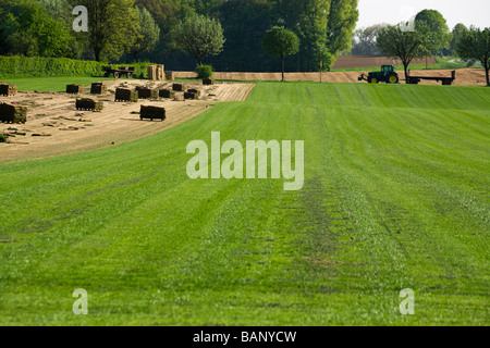 harvesting readymade lawn Stock Photo