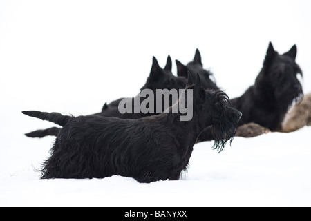 Scottish terriers in the snow Stock Photo