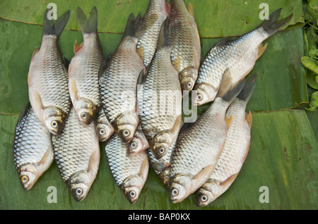 Mekong river fish on banana leaves in the daily food market at Luang Prabang Laos Stock Photo