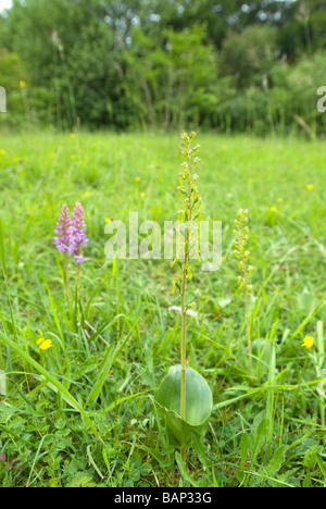 NEOTTIA OVATA; COMMON TWAYBLADE ORCHID Stock Photo