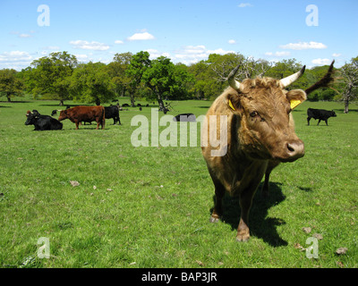Cattle at East Clandon, Guildford, Surrey, England, Great Britain, United Kingdom, UK, Europe Stock Photo