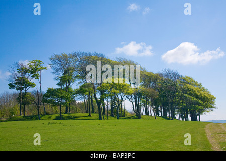 View of the Beech trees in Chanctonbury Ring on a fine Spring day. Sussex, England, UK Stock Photo