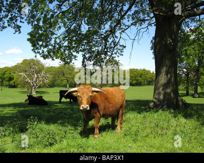Cattle at East Clandon, Guildford, Surrey, England, Great Britain, United Kingdom, UK, Europe Stock Photo