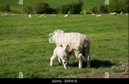 Ewe (Ovis aries) with her lamb who is looking at the camera Stock Photo
