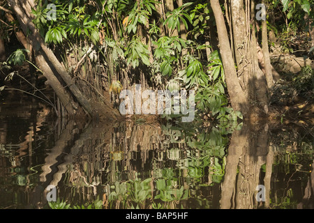 Reflections on a tributary of the Kinabatangan River Sukau Sabah Borneo Stock Photo