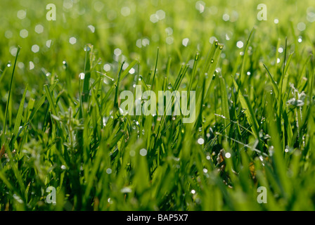 mowed Fescue grass with morning dew Stock Photo