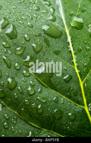 Green leaves in fresh water Stock Photo