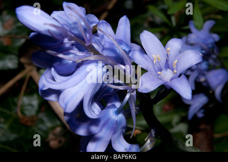 Bluebells (Hyacinthoides non-scripta, syn. Endymion non-scriptus, Scilla non-scripta) Stock Photo