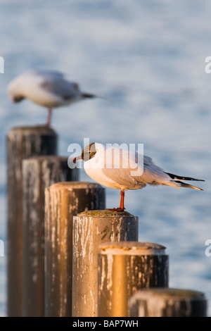 Black-headed Gull perched on mooring Stock Photo