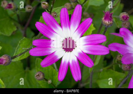 Sunsenereba Magenta Bicolor cineraria Stock Photo