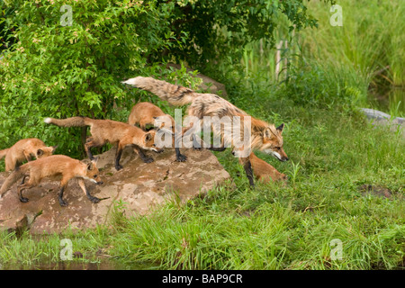 Red Fox (Vulpes Fulva) with kits Stock Photo
