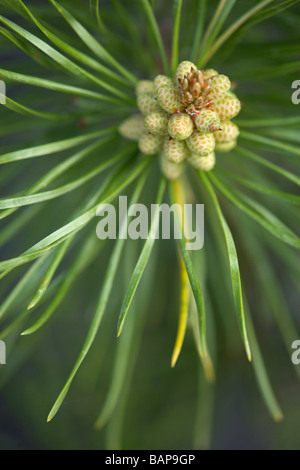 Detail of male lodgepole pine cone (Pinus contorta) - Jasper National Park, Alberta, Canada Stock Photo