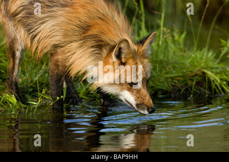 Red Fox (Vulpes Fulva) drinking from a stream Stock Photo