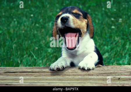 Beagle puppy standing on hind legs in grass yawning enormously in summer, USA Stock Photo